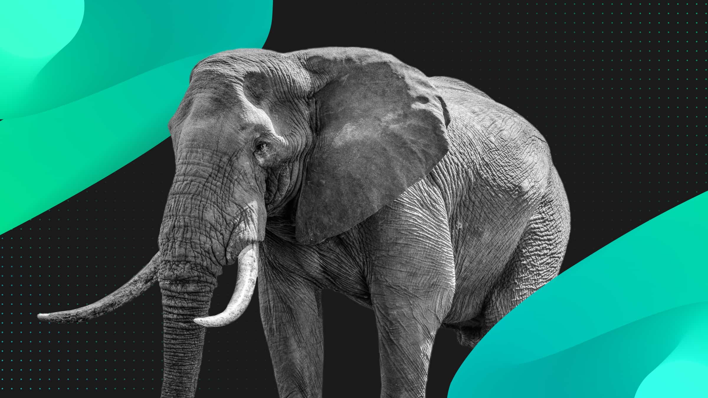 Honcathon – Get Your Goose On